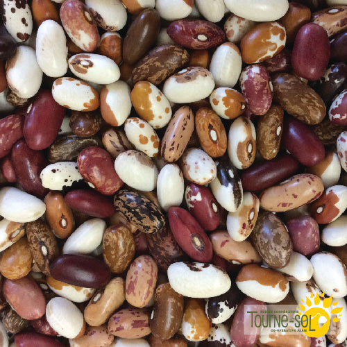 'Mosaic' Dry Bush Bean Mix Seeds Organic