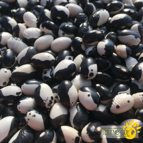 Semences Haricot nain sec 'Orca' Bio