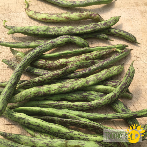 Semences Haricot grimpant 'Rattlesnake' Bio