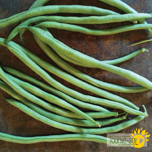 Organic 'Cobra' Bean Seeds - Early and Productive Pole Bean ...