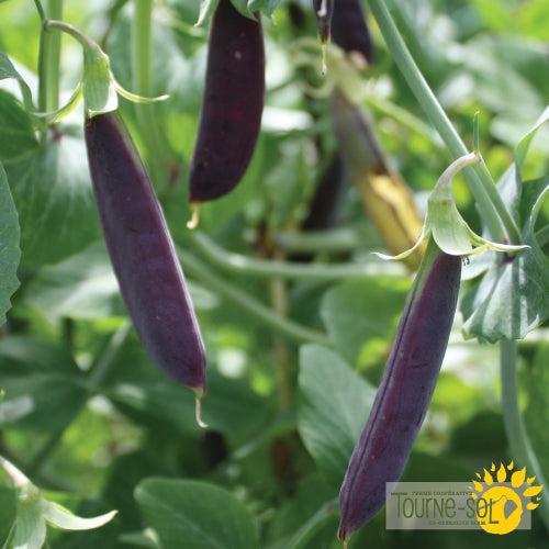 Semences Pois Mange-Tout 'Sugar Magnolia' Bio