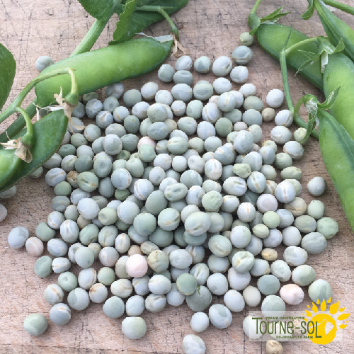 Semences Pois à Soupe 'St-Hubert' Bio