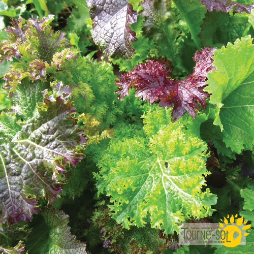 Semences Mélange de moutardes piquantes Bio