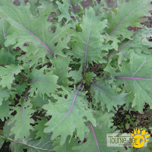 Semences Kale 'Red Russian' Bio