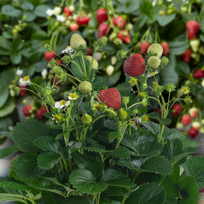 Fraisier 'Delizz' en balconnière
