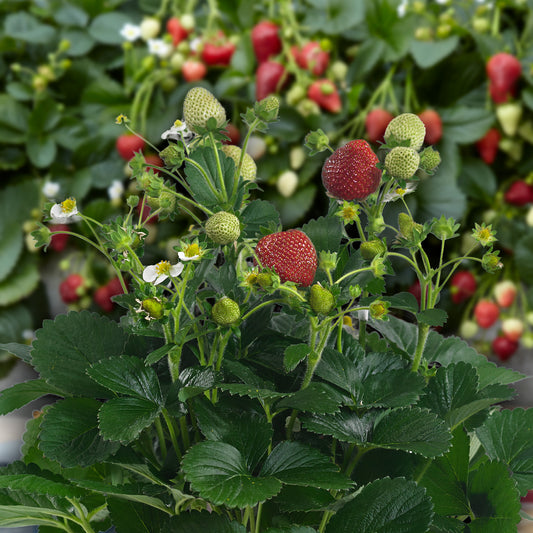 'DELIZZ' Strawberry Planter