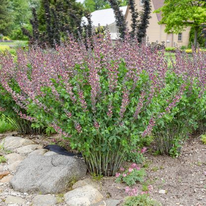 Baptisia Decadence® ' Deluxe 'Grape Escape' – Lupin indigo DECADENCE® Deluxe 'Grape Escape'