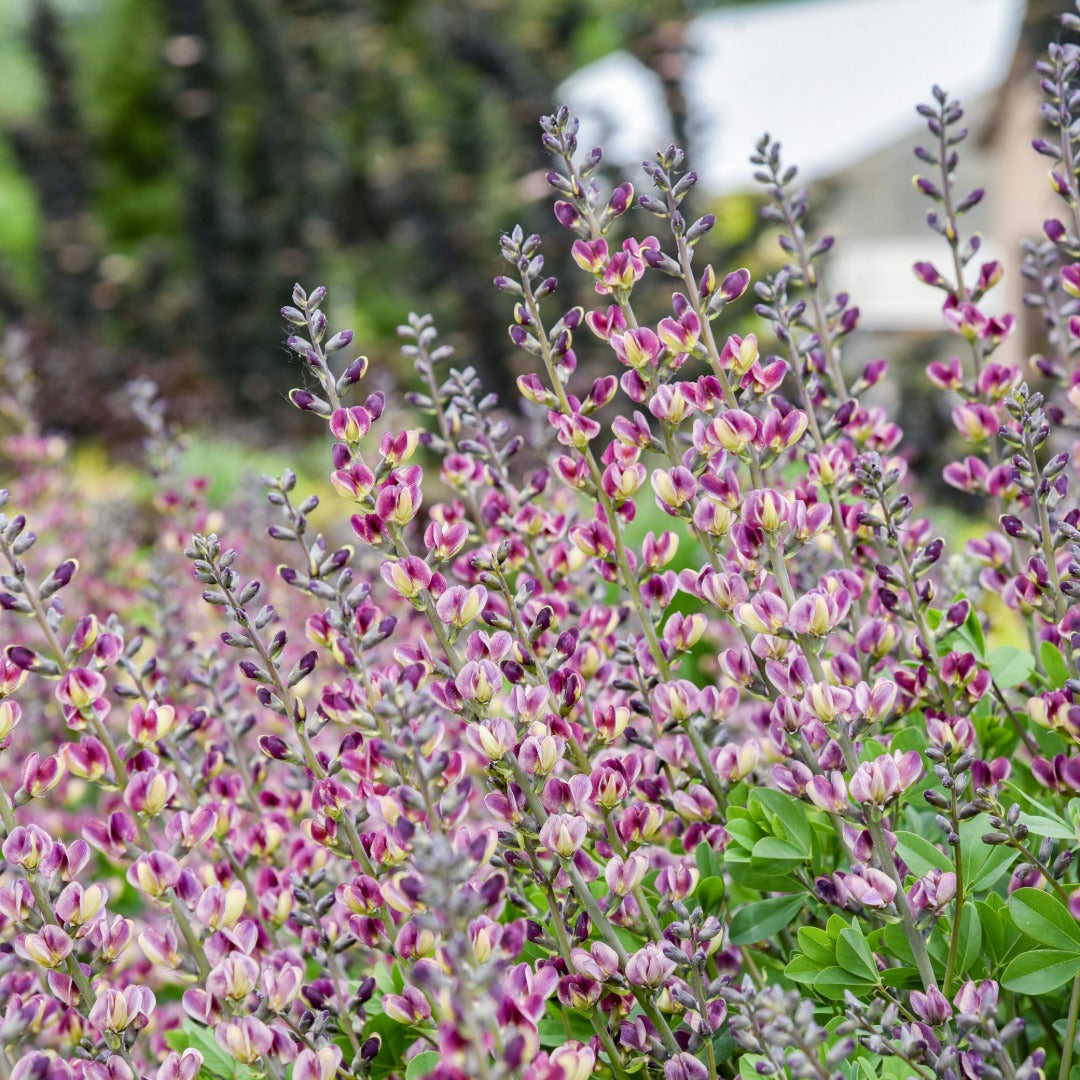 Baptisia Decadence® ' Deluxe 'Grape Escape' – Lupin indigo DECADENCE® Deluxe 'Grape Escape'