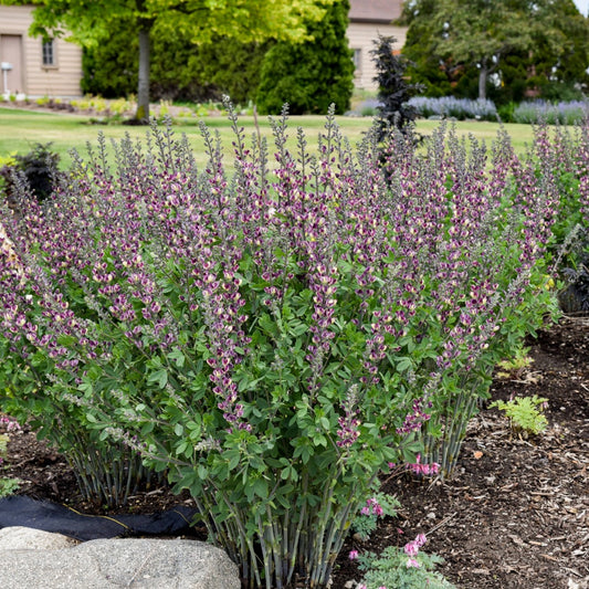 Baptisia Decadence® ' Deluxe 'Grape Escape' – Lupin indigo DECADENCE® Deluxe 'Grape Escape'