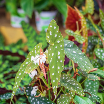 Polka Dot' Begonia