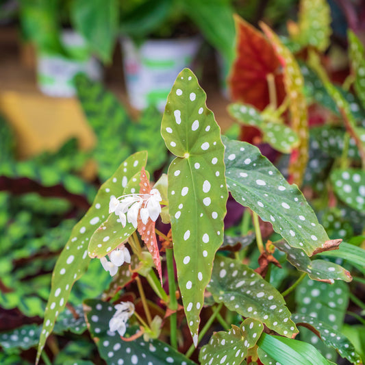 Bégonia 'Polka Dot'