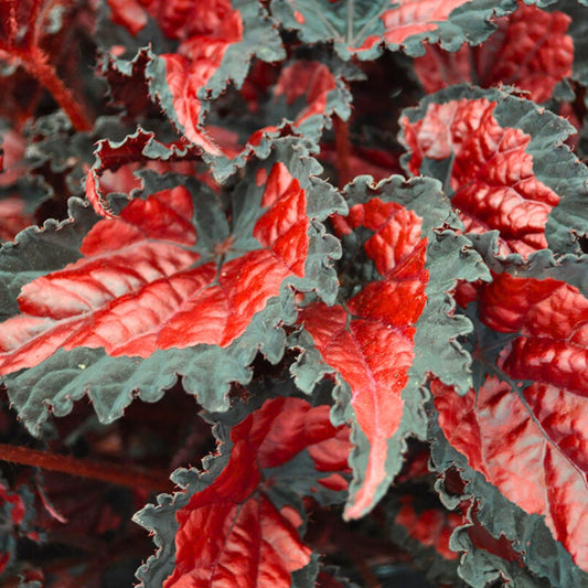 Bégonia Rex Shadow King® 'Black Cherry'