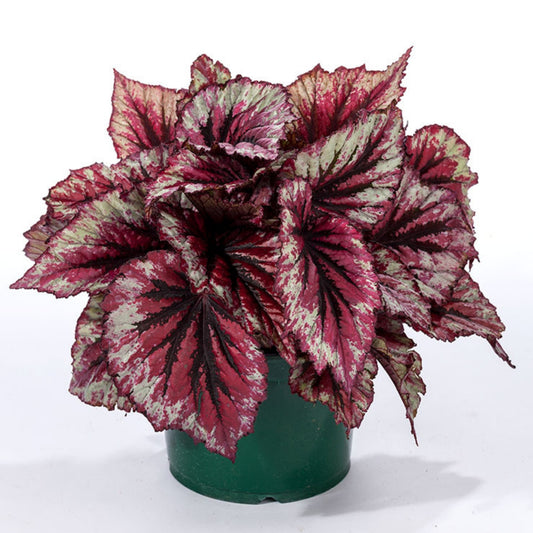 Bégonia Rex Shadow King® 'Cherry Mint'