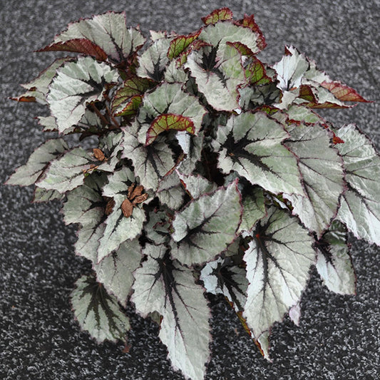 Wintergreen' Rex Begonia