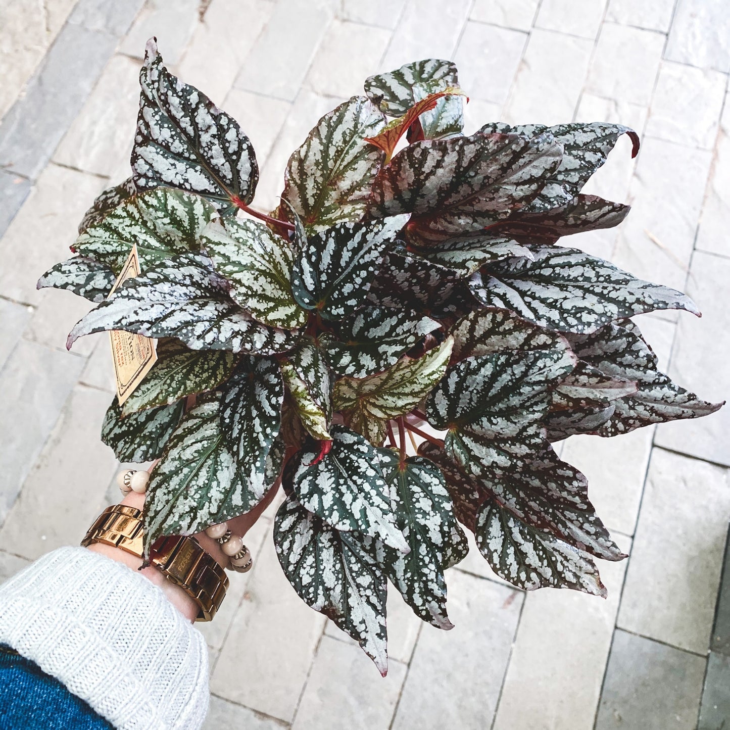 Rex Begonia