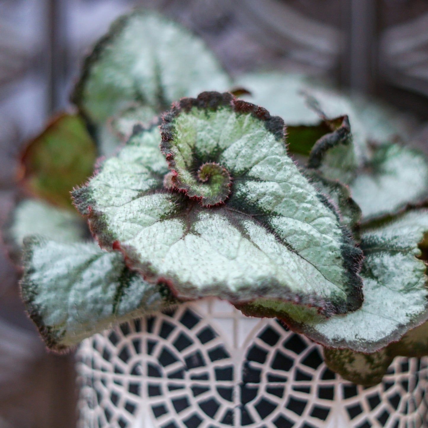 Rex Begonia