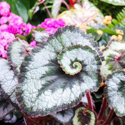 Rex Begonia