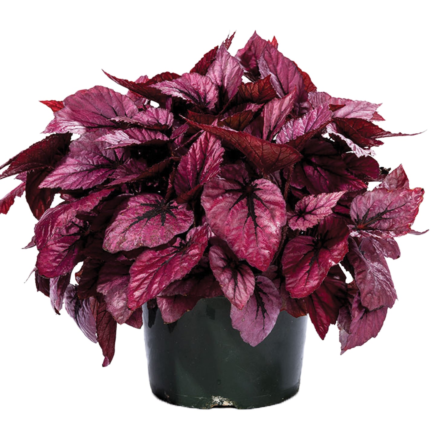 Bégonia Rex Shadow King® 'Pink'