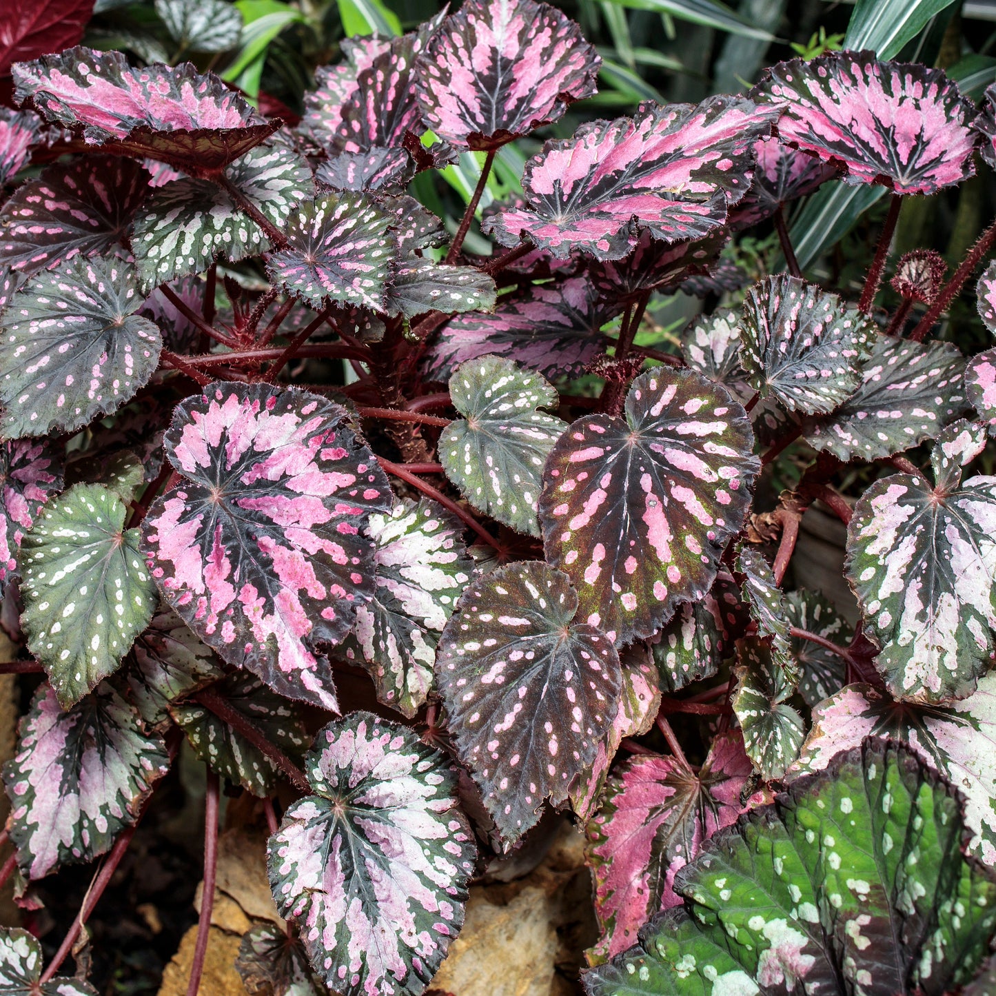 Rex Begonia