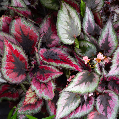 Rex Begonia