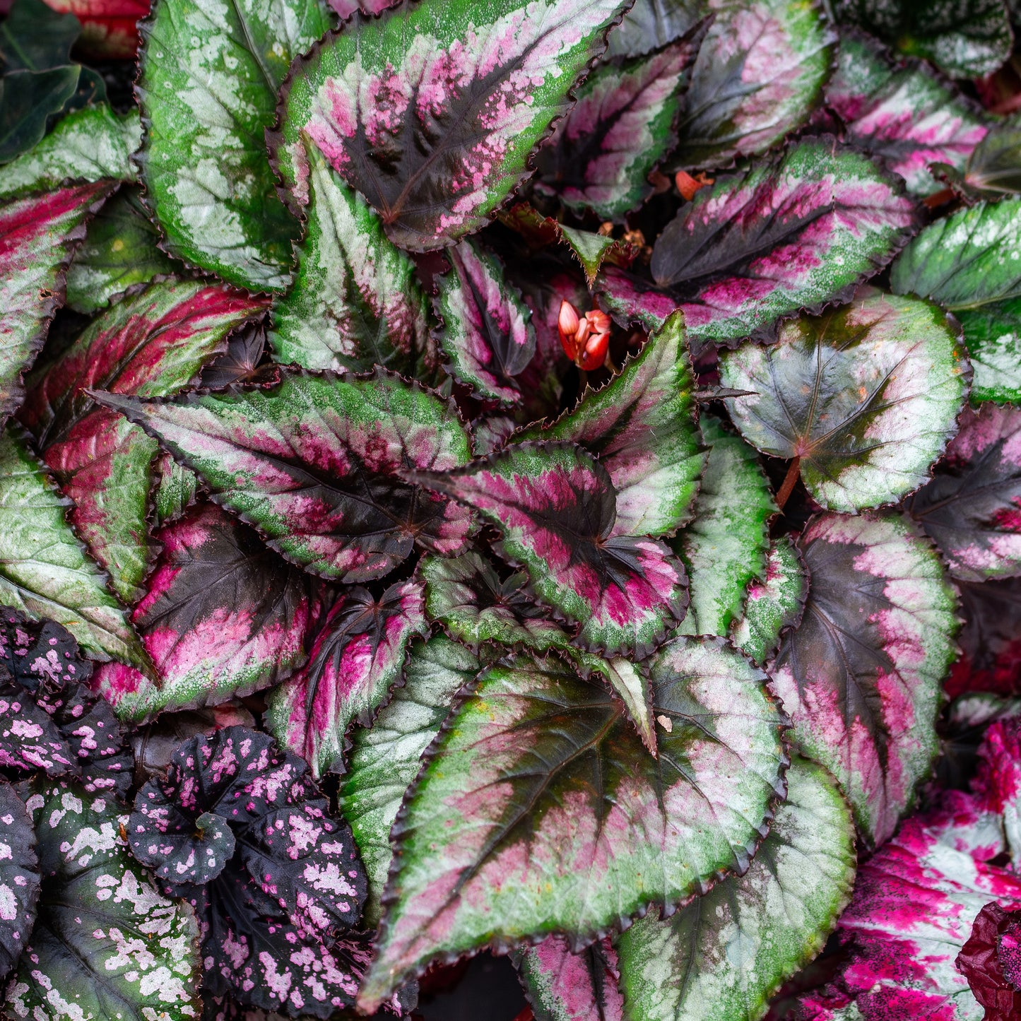 Rex Begonia