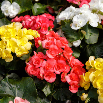 Begonia x hiemalis – Bégonia Rieger