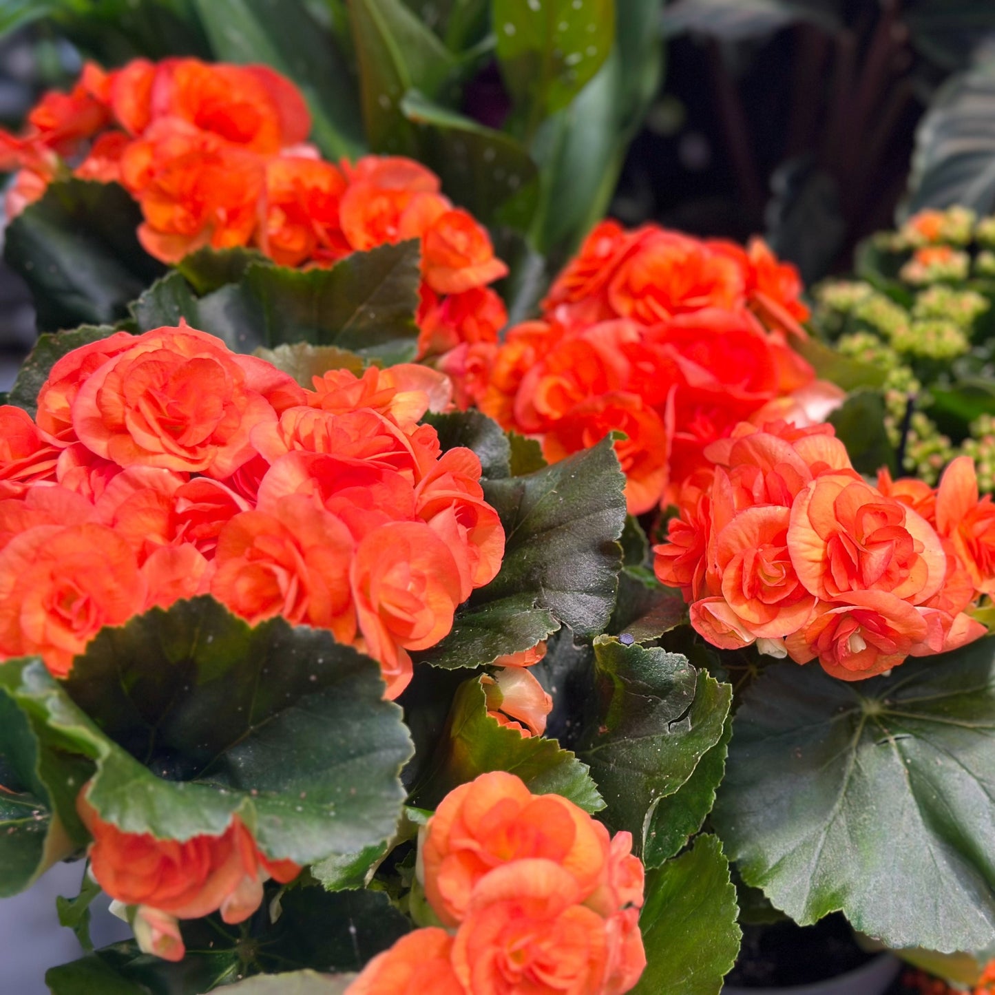 Begonia x hiemalis – Bégonia Rieger