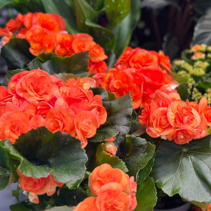 Begonia x hiemalis – Bégonia Rieger