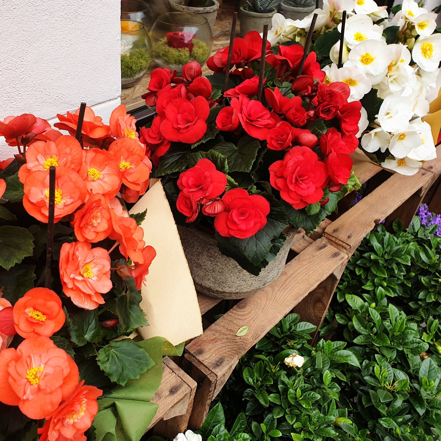 Begonia x hiemalis – Bégonia Rieger