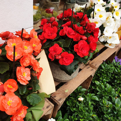 Begonia x hiemalis – Bégonia Rieger