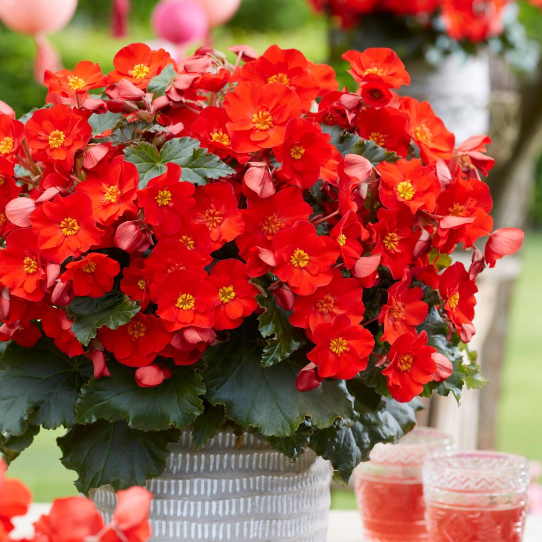 Begonia ‘Dreams® Garden Macarouge’ – Macarouge Begonia