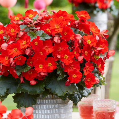 Begonia ‘Dreams® Garden Macarouge’ – Macarouge Begonia