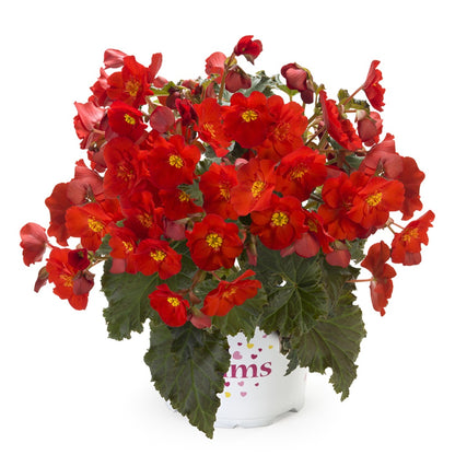 Begonia ‘Dreams® Garden Macarouge’ – Macarouge Begonia