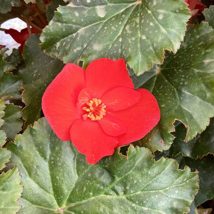 Begonia ‘Dreams® Garden Macarouge’ – Macarouge Begonia