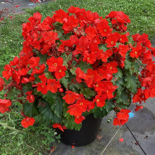 Begonia ‘Dreams® Garden Macarouge’ – Macarouge Begonia