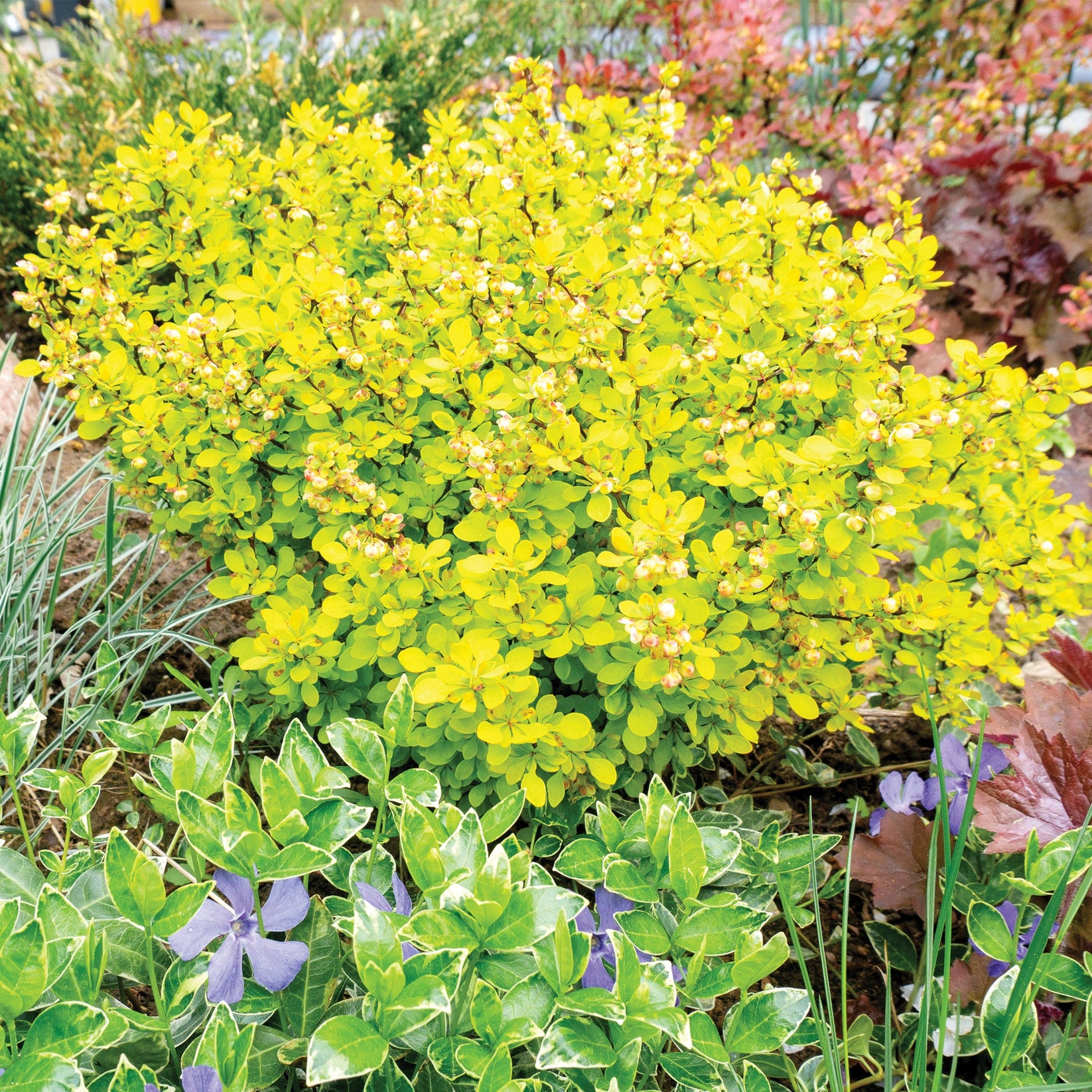 Aurea Nana' Japanese Barberry – Jardineries Botanix