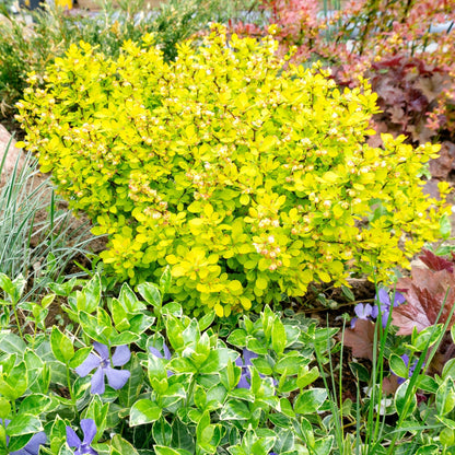 Épine-vinette 'Aurea Nana'