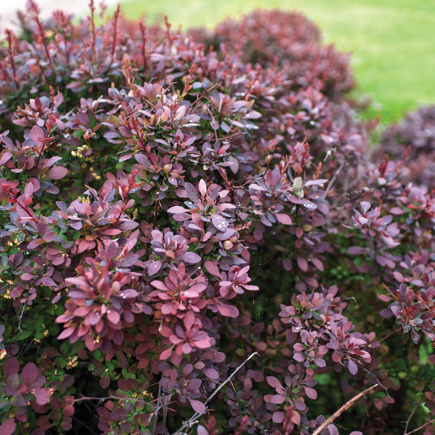 Rose Glow' Japanese Barberry 