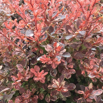 Rose Glow' Japanese Barberry 