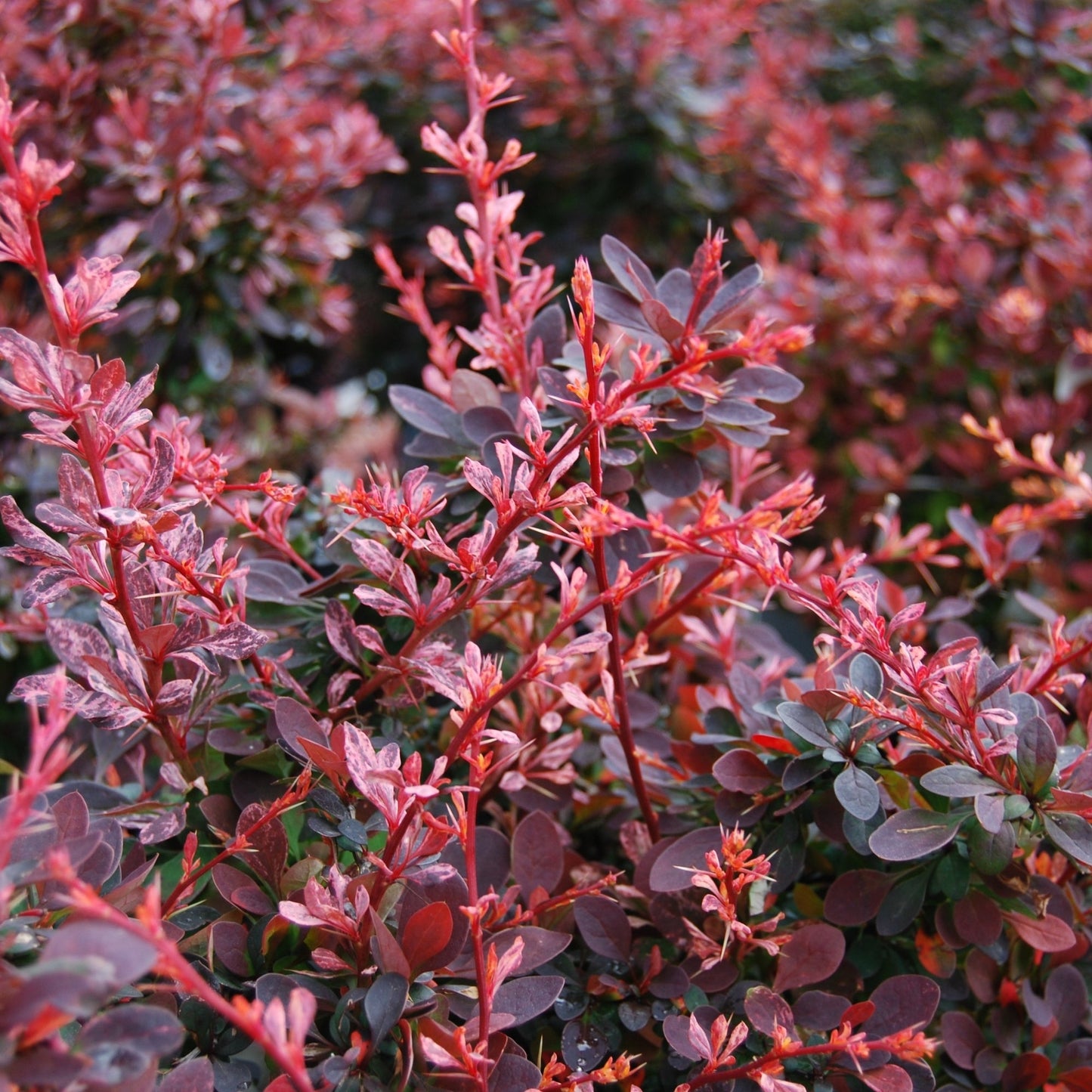 Rose Glow' Japanese Barberry 