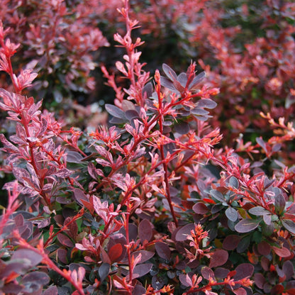 Rose Glow' Japanese Barberry 