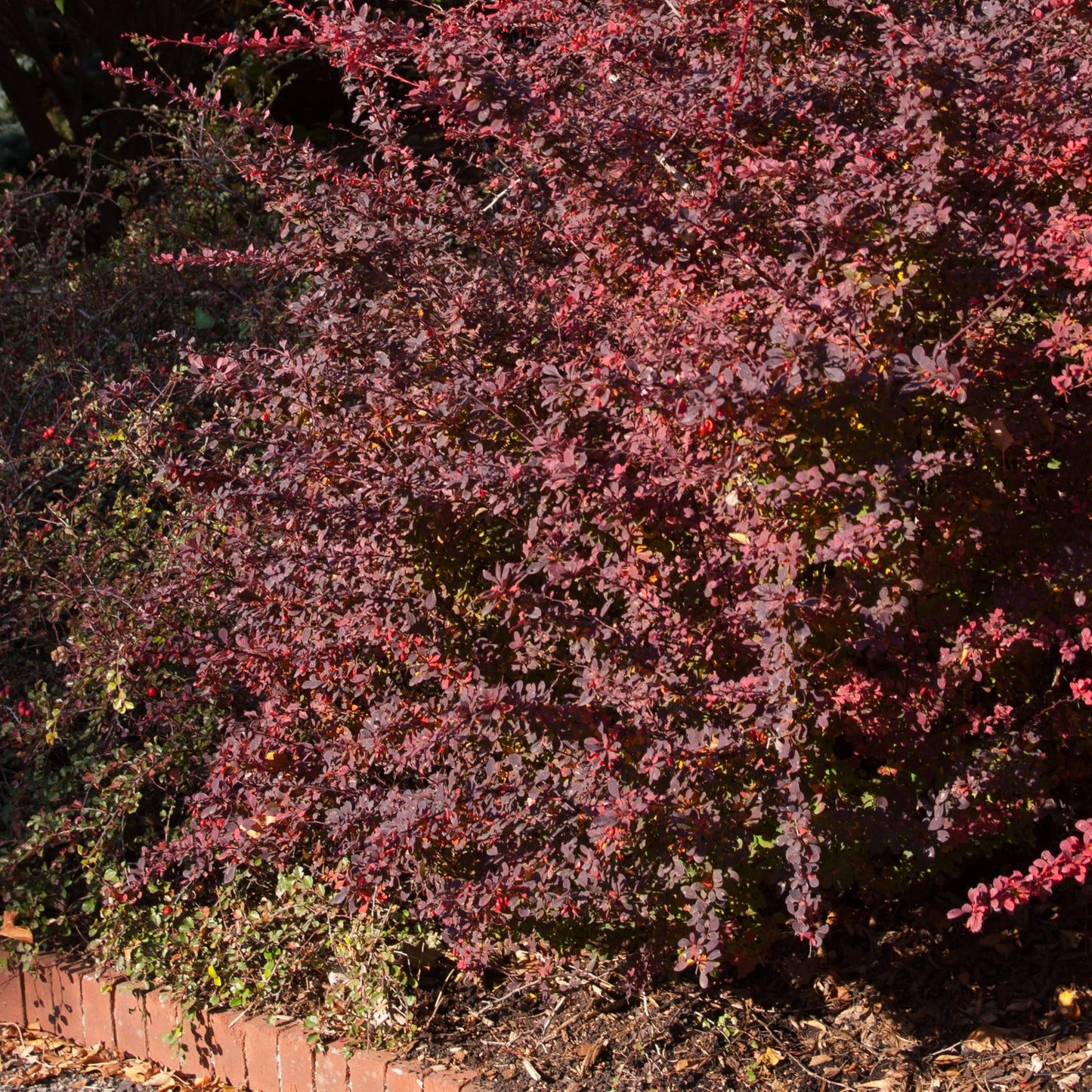 Rose Glow' Japanese Barberry 