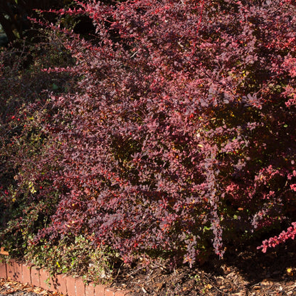 Rose Glow' Japanese Barberry 