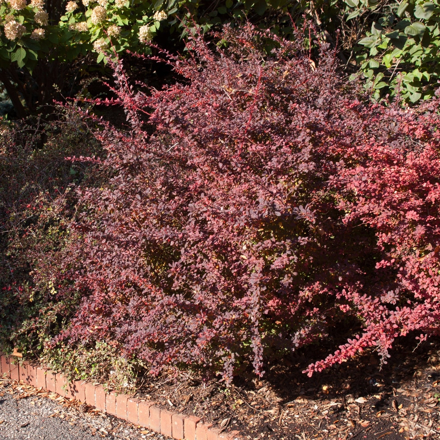 Rose Glow' Japanese Barberry 