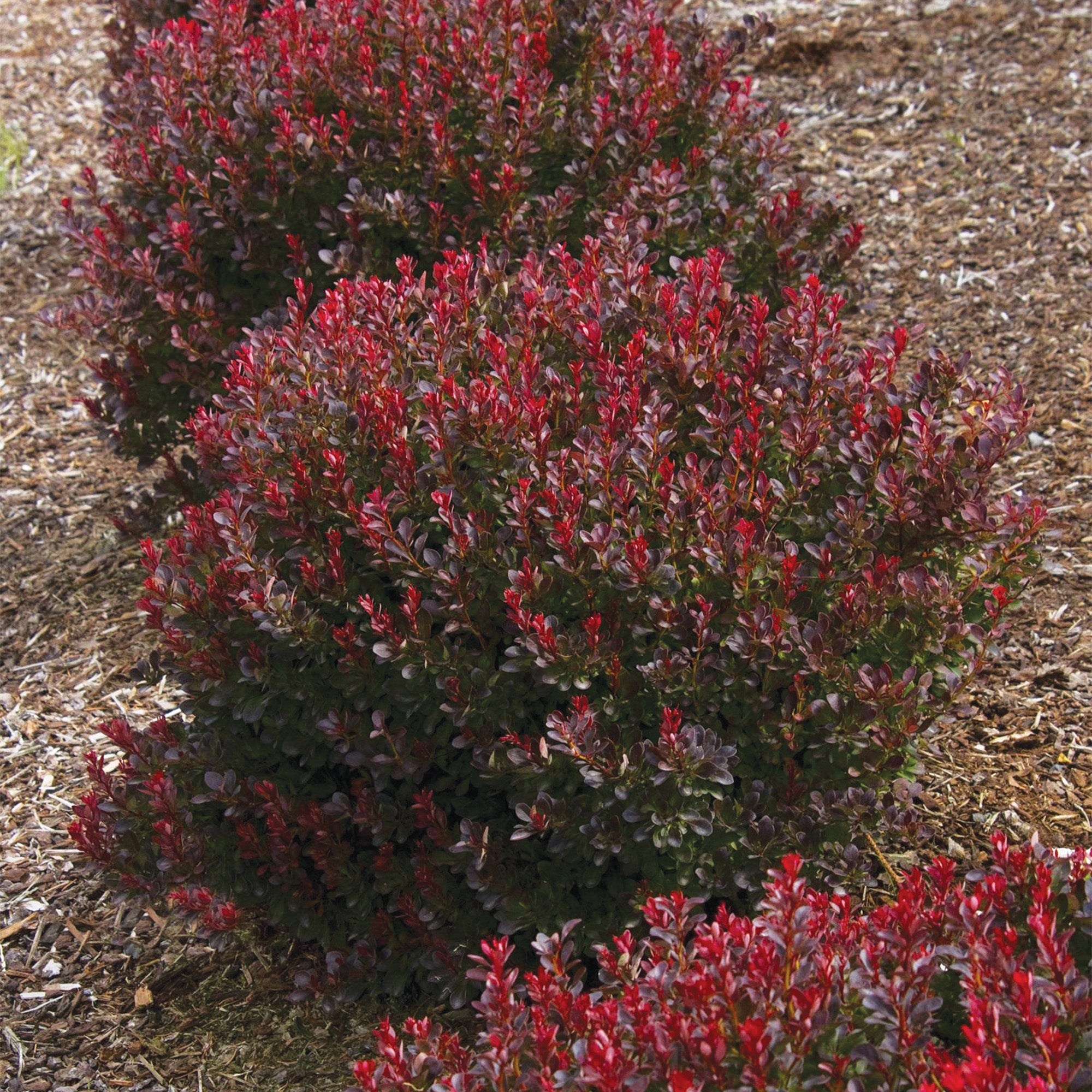 Ruby Japan Ruby Carousel'Japanese Barberry – Jardineries Botanix
