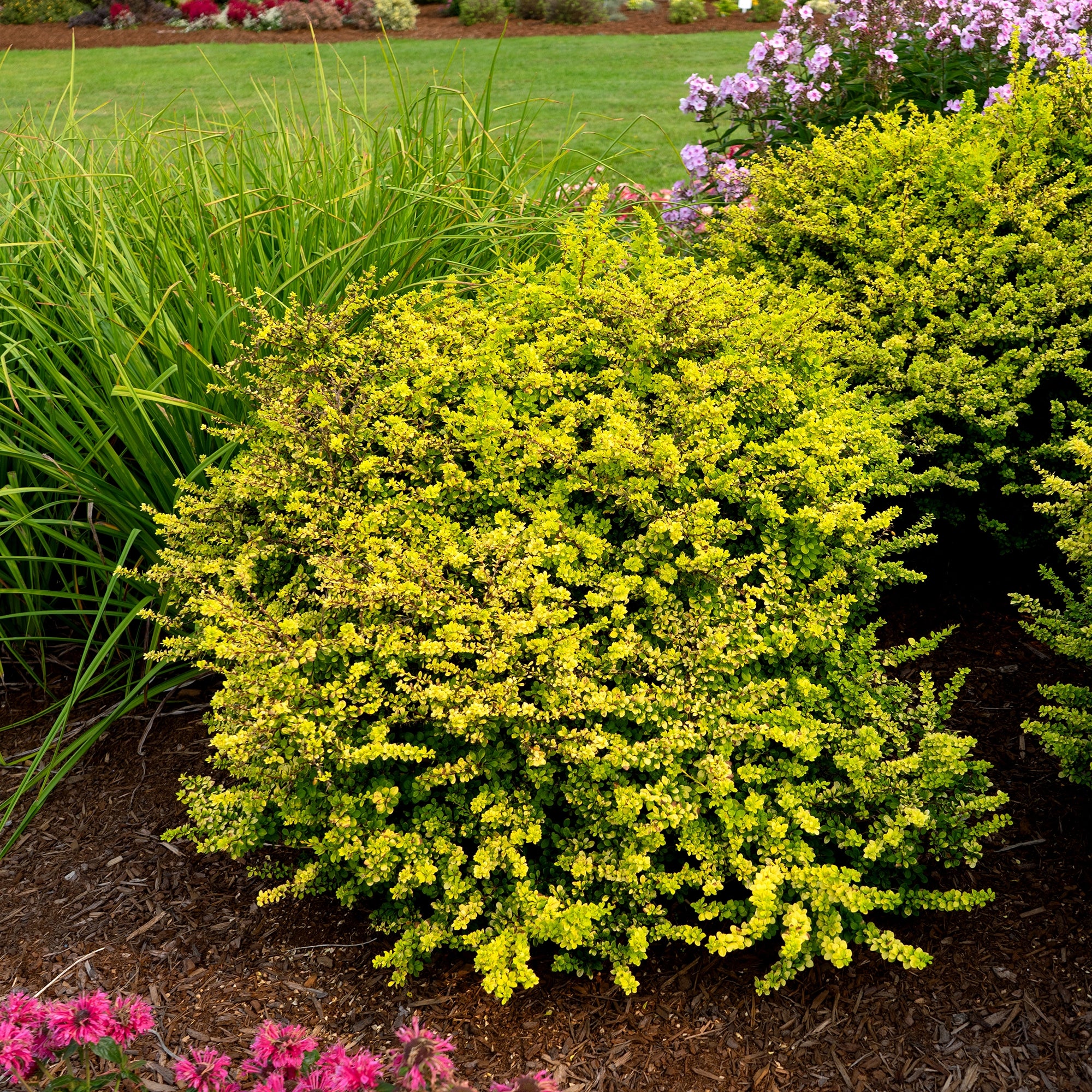 Sunsation® Barberry – Jardineries Botanix