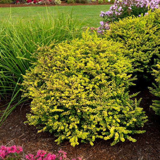 Sunsation® Barberry