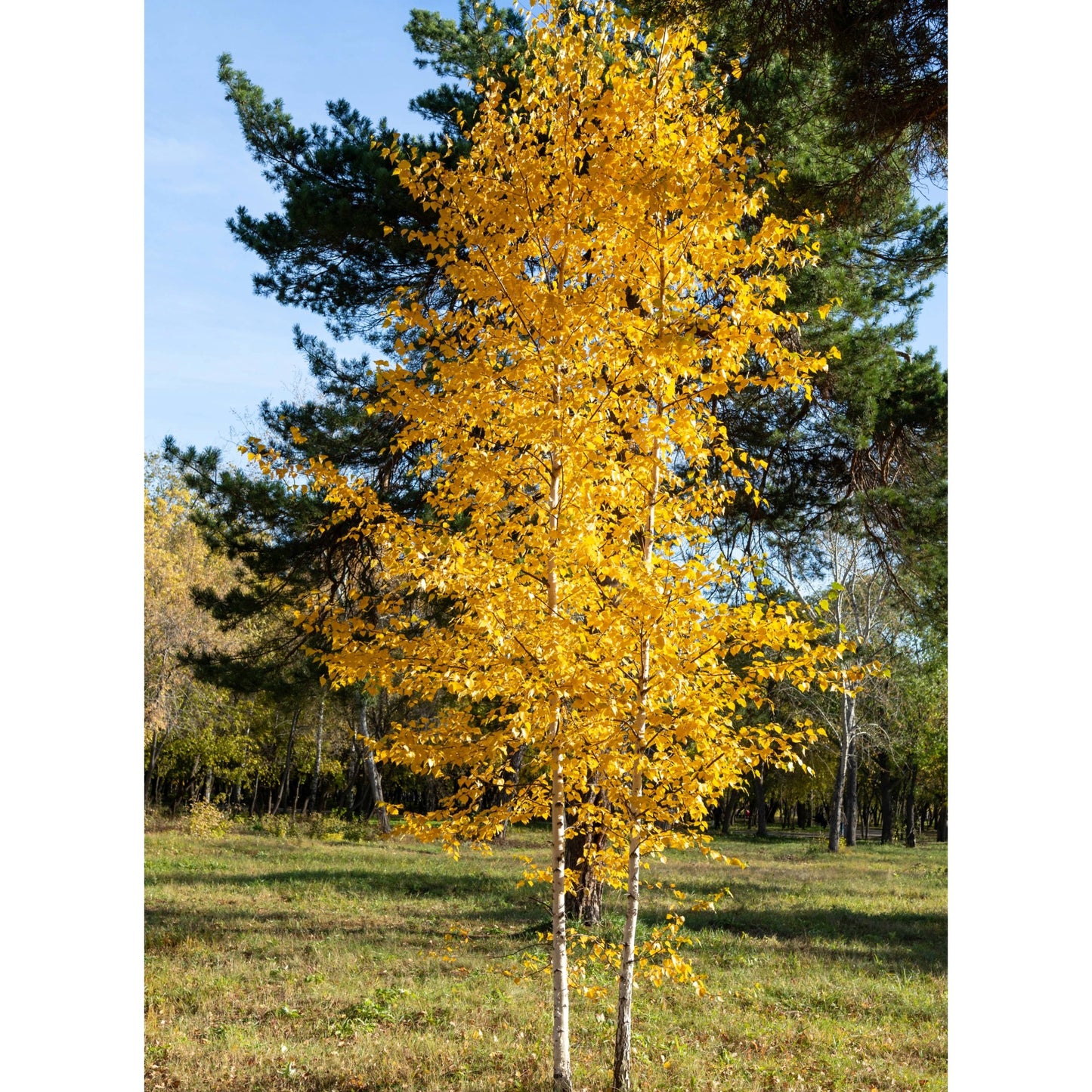 Betula platyphylla 'Fargo' - Dakota Pinnacle® – Bouleau Dakota Pinnacle®
