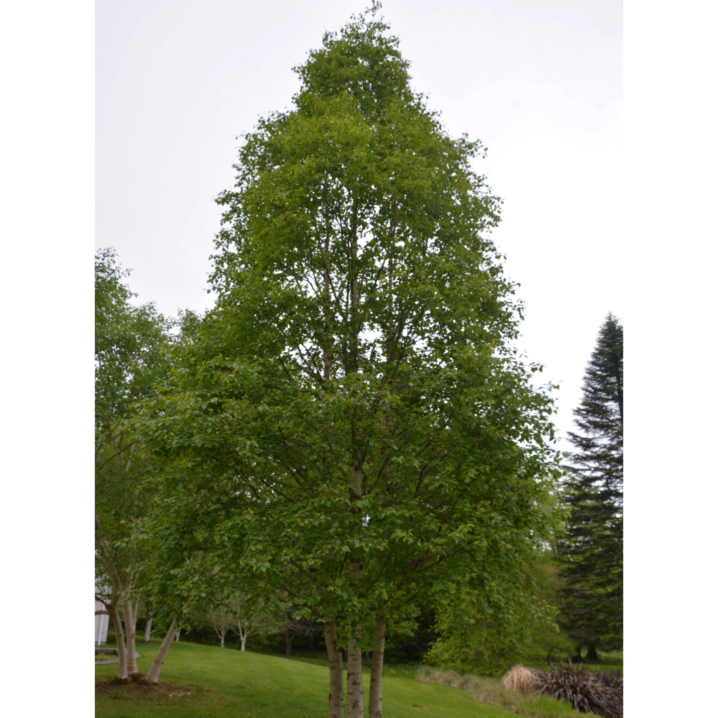 Betula platyphylla 'Fargo' - Dakota Pinnacle® – Bouleau Dakota Pinnacle®
