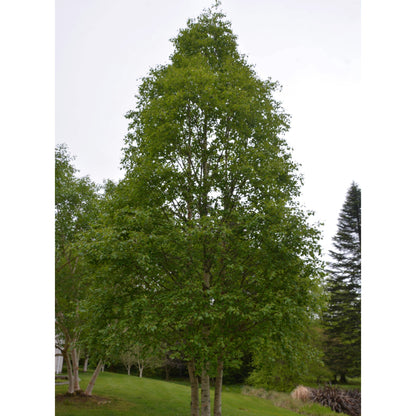 Betula platyphylla 'Fargo' - Dakota Pinnacle® – Bouleau Dakota Pinnacle®